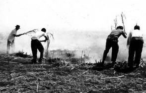 Entre las acciones llevadas a cabo contra Cuba se encontraba el incendio de cañaverales con el objetivo de afectar la zafra azucarera.